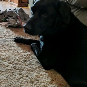 Meet your Posher, Desirae